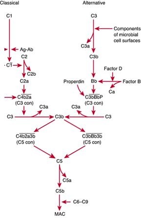 Multiple Choice Questions on Immunology - Complement system
