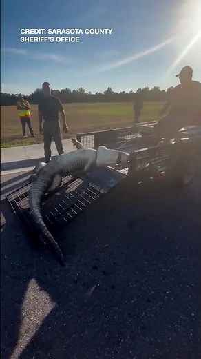 Sarasota Deputies Wrangle 10-foot Alligator at 7-Eleven