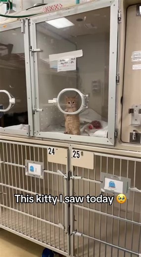 Cuteness Overload: Adorable Cats and Kittens in Action