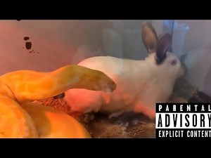 Burmese Python Catches Screaming Rabbit