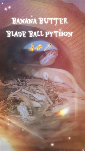 banana butter blade ball python 🍌🧈 🗡🐍 finally got my boy.! thanks to @smqqthblue_farm meet Vibe's babydaddy ☺️😍 absolutely love his markings, they gonna make some handsome ass youngins 🤞🏻🖤 what should we name him.?? Comment down below 👇🏻 #pets #ballpython #snake #fyp #foryoupage | Thomas Orr