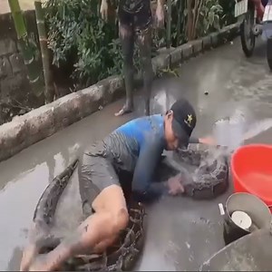 44K views · 159 reactions | Catching big python in the field- Giant python | All Fishing Life | Facebook