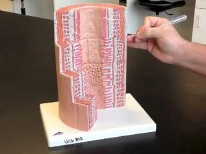 Microscopic GI Tract Model