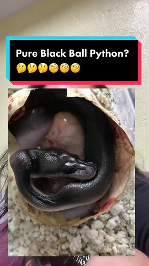 The Mystery of Creating Pure Black Ball Pythons