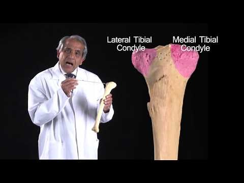 The Tibia - Anatomy Tutorial