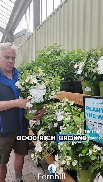 🌸 Plant of the Week: Hydrangea – Runaway Bride 🌸 Say hello to Runaway Bride, a stunning new variety of Hydrangea that’s stealing the spotlight this season! This exceptional plant blooms all summer long, producing elegant, trailing cascades of pure white flowers that create a beautiful, romantic effect in any garden. ✨ Why we love Runaway Bride: 🌱Continuous flowering from late spring through summer 🌱Unique arching stems with blooms along the length of each branch 🌱Perfect for containers, han