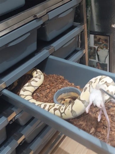 Pastel Disco Fire Ball Python: A Beautiful Female