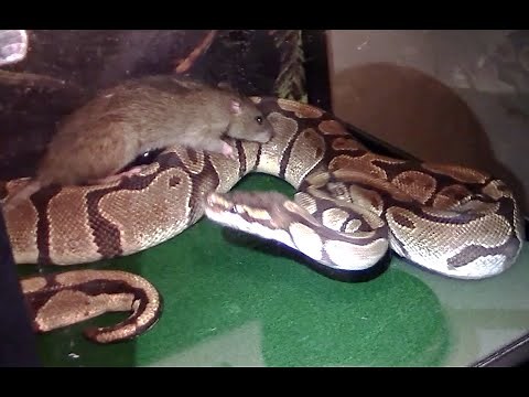 Ball Python vs. "Wild" Norway Rat