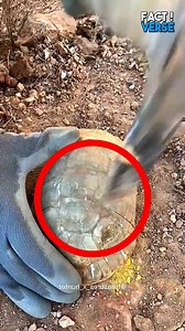 He Found Gold Coins Inside a Turtle Shell 🐢💰 | Fact Verse