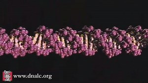 3D Animations - DNA molecule: DNA unzip - CSHL DNA Learning Center