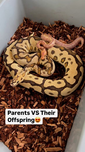 Parent Ball Pythons VS Offspring Ball Pythons🔥 It’s so awesome to see how different the babies can look from their parents😍 | BALLS of FURY