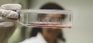 Master’s in Biomedical Engineering | Worcester Polytechnic Institute