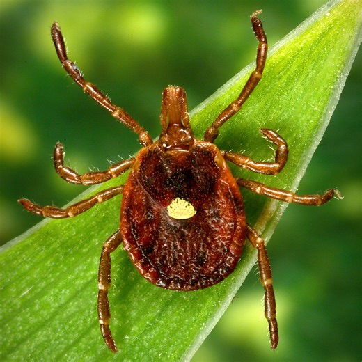 Ticks of Illinois: a guide on different species, how to avoid them and what to do if you’re bitten