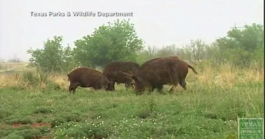 Wild hog population explosion causing problems in Texas