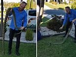 Massive carpet python spotted disguising itself in leafy shrub