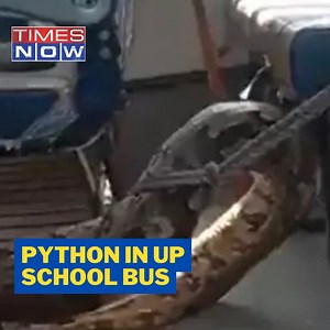 Chilling Video Of Python In School Bus After Eating Baby Goat In UP #Python #ViralVideo #Snake #TimesNow | TIMES NOW