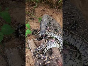 Full Video - Monitor Lizard & Python Fight To The Death
