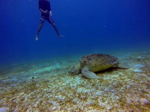10 Best Programs for Volunteering with Sea Turtles