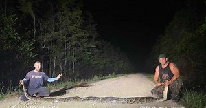 Après un combat acharné, un python birman de presque 6 mètres capturé en Floride