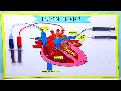 heart working model (3D) making using syringe easy - science project exhibition | craftpiller