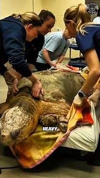 This Giant Sea Turtle Was Found on the Edge of Death #shorts