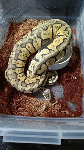 She’s Done Eating… Now Watch This