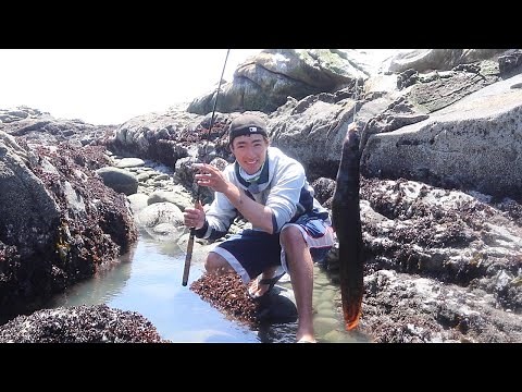 NEW TECHNIQUE to Catch EELS in a TIDE POOL