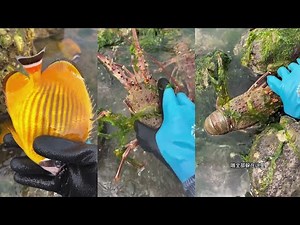 I Catching yellow fish🐠lobster🦞shrimp🦐eel🪱crab🦀 / Seafood 2025