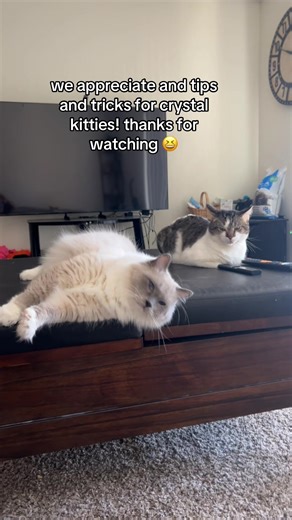 Caring for My Free Cat: Health Journey and Tips