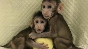 VW Monkey Testing Reflects Growing Unpopularity With Animal Experiments