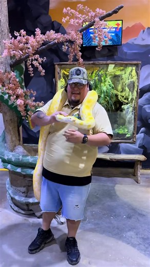 Meet Queen Bee our Burmese Python! 🐍 She loves everyone, and everyone loves her! Check out this video and more on our TikTok page: https://www.tiktok.com/t/ZTrJWWyqy/ We are open today 10 am-6 pm | Houston Interactive Aquarium and Animal Preserve
