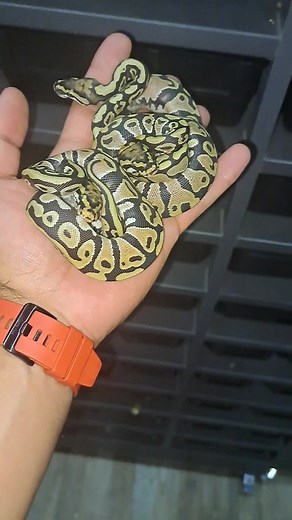 Spotnose Desert Ghost's #ballpythonsoftiktok #ballpython #ballpythonmorph #snakesoftiktok #reptilesoftiktok #reptiles #ballpythons #highqualityMorphs #snakemorphs #reptile #python #pythonsoftiktok