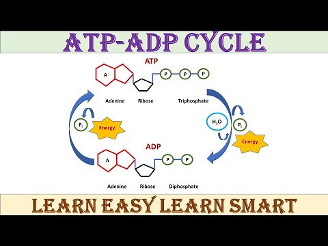 ATP-ADP Cycle | Biochemistry