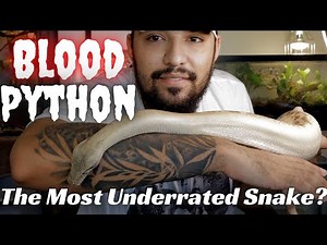 Blood Python Care Guide! Are They The Most Underrated Snakes?