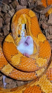 Royal king snake eating Mouse #mouse #snake #python #feeding #rat #mice #insects | Insect Forest