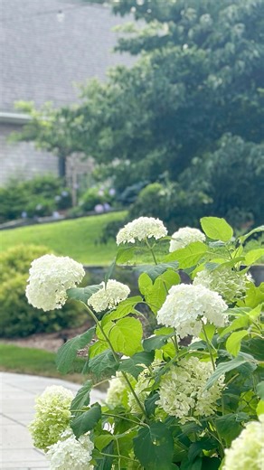 Nina Hendrick on Instagram: "Which is your favorite? Blush or blue? 🎀🩵 Happy hydrangea season! All of the smooth hydrangeas are in full bloom right now, and I can’t get enough of them. The Annabelles are creating a huge and fluffy cloud around the patio, the Endless Summer hydrangeas are sprinkling the garden with their pretty blues, and “Blushing Bride” is thriving in her first season here. I planted her late last year, and now I’m debating: should I keep her sweet blush, or shift her to that