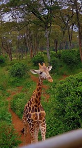 The #REDMI15 is here — and it’s not holding back. ⚡ Big screen, massive battery, sleek style — built to keep up with your life, not slow you down. This #XiaomiBlackFriday, it gets even better: 🎁 Grab an instant gift with your purchase ✈️ A chance to win a trip to Europe! Why settle for ordinary when you can go for days, not hours? #REDMI15 #GoForDaysNotHours #XiaomiBlackFriday | Xiaomi Nigeria