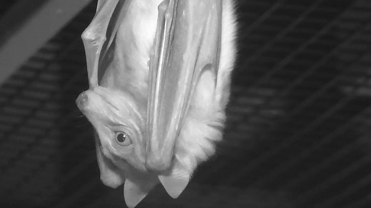 Giant Flying Fox - Lubee Bat Conservancy | Explore.org