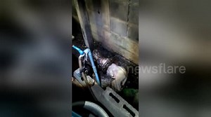 Horrific moment python is caught eating a pet dog