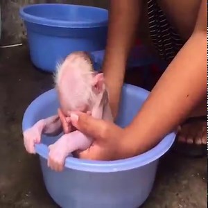 Newborn Alien Monkey taking bath in hot water | Monkeys TV