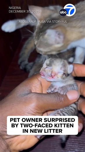 Two-Faced Cat: A Unique New Year Miracle in Nigeria