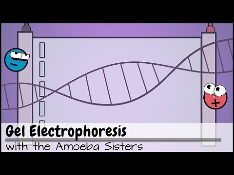Gel Electrophoresis