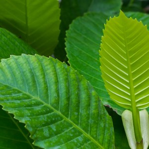 Parts of a Leaf and Their Function | Science Lesson | GMN