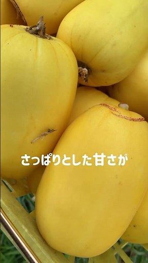 真桑瓜（マクワウリ） #家庭菜園#野菜