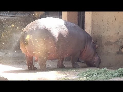 AMAZING HIPPO POOPING SPINNING TAIL ! ONE OF A KIND FOUNTAIN BURST OF EPIC PROPORTIONS !!!!!!!!!!!!!