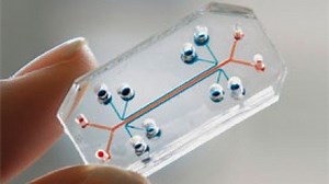 Biochips: Der Mensch besteht aus zehn Organchips - Golem.de