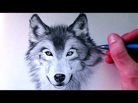 How to Draw a Wolf
