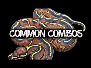 Common Ball Python Combinations