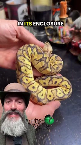 This is how I check to see if my ball pythons are male or female!