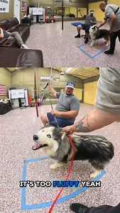 17K views · 76 reactions | PART 5/5 5 weeks in to Leo’s 10 week behavior modification program. Watch as we recap our previous lesson, discuss the progress being made, and overcome our first major hurdle by coaching Leo’s owner through handling him after 16 months of being apart! Check out the full 34 minute video on my routine channel. Thanks for watching! #dog #dogs #dogtrainer #dogtraining #dogsoﬁnstagram #behaviormodification #husky | Danny De La Pena | Facebook